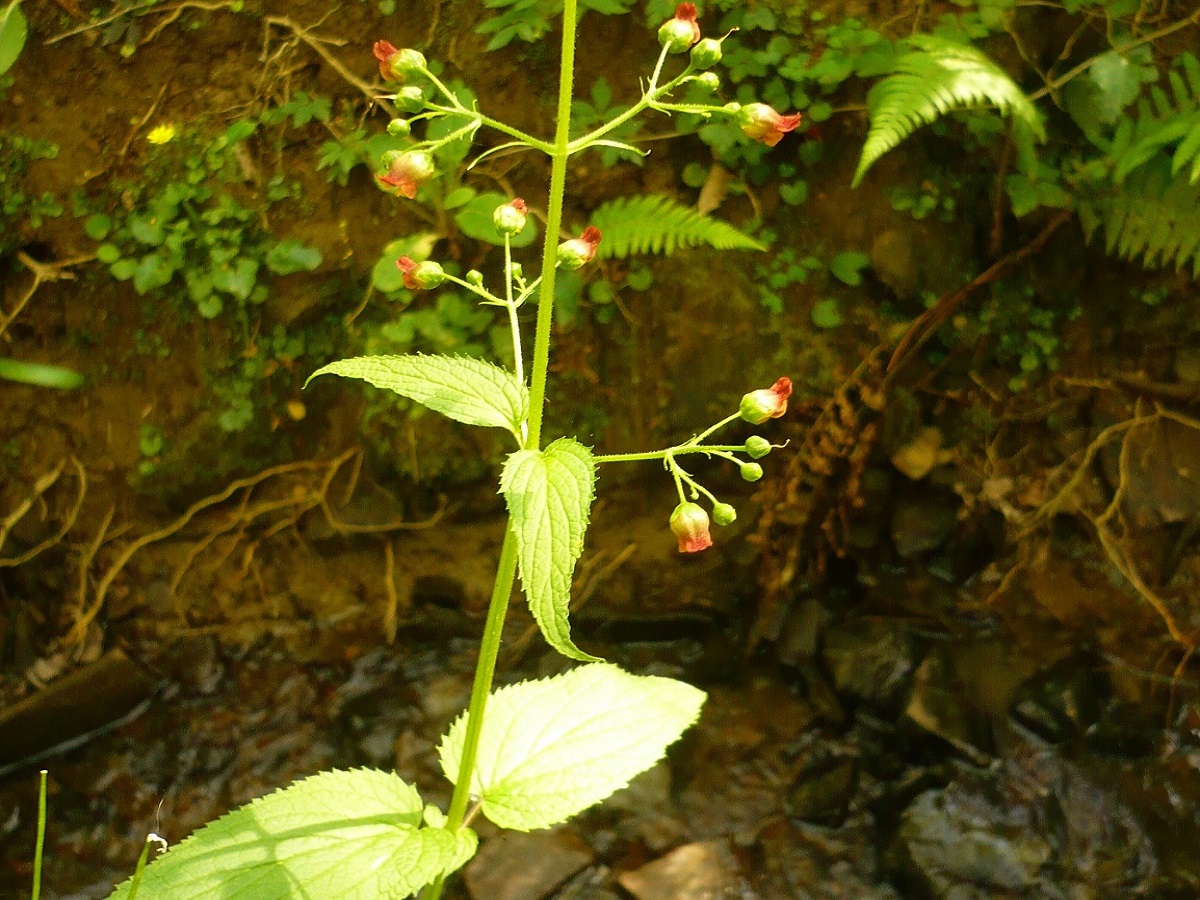 Scrophularia alpestris (Scrophulariaceae)
